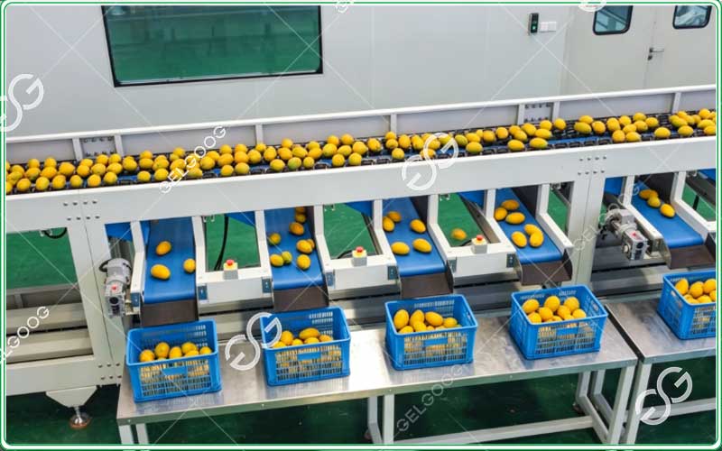 máquina clasificadora de mangos