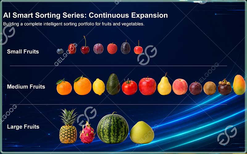 GELGOOG fruit sorting machine
