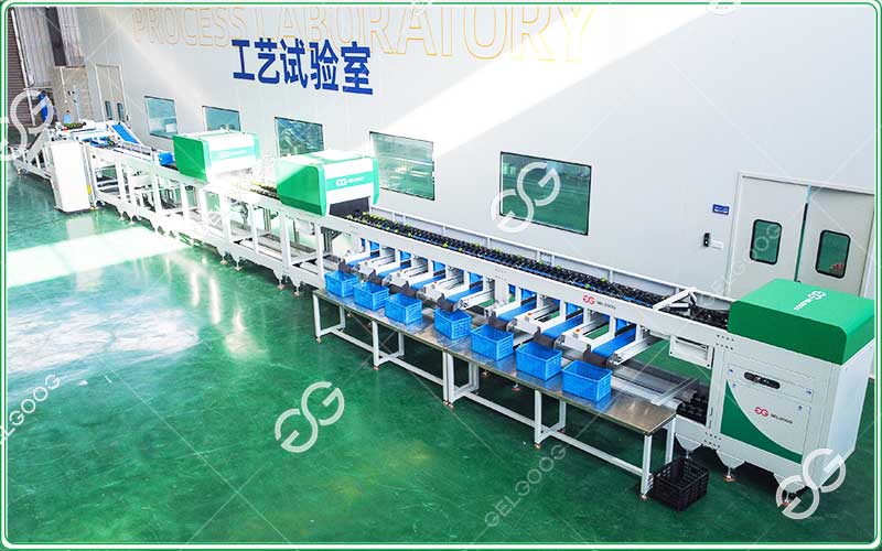 clasificador automático de aguacates