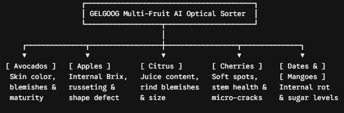 AI fruit sorting grading machine