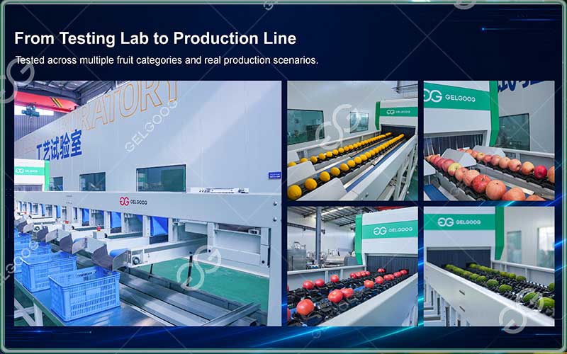 optical fruit grading system