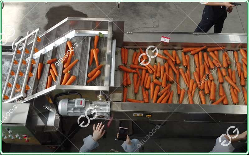 línea de lavado y secado de zanahorias