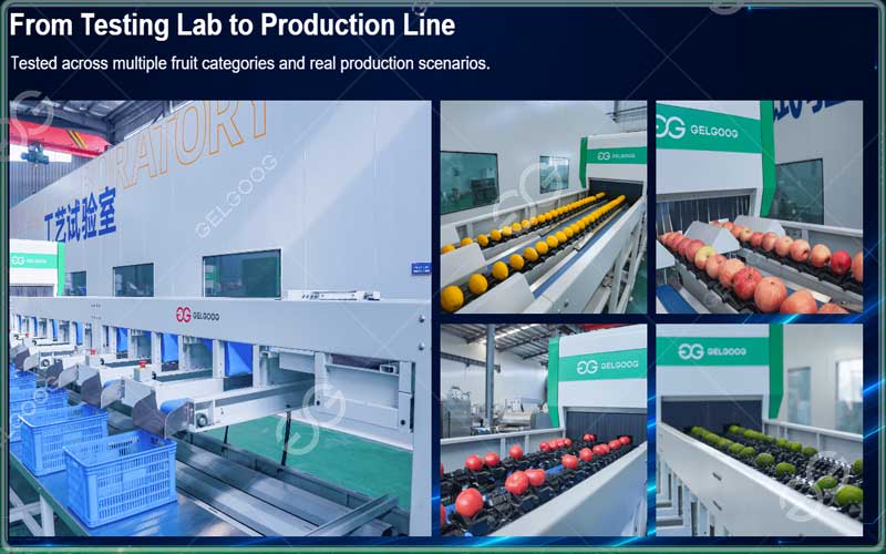 plum defect detection machine