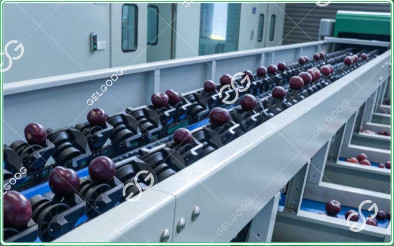 automatic plum grading machine