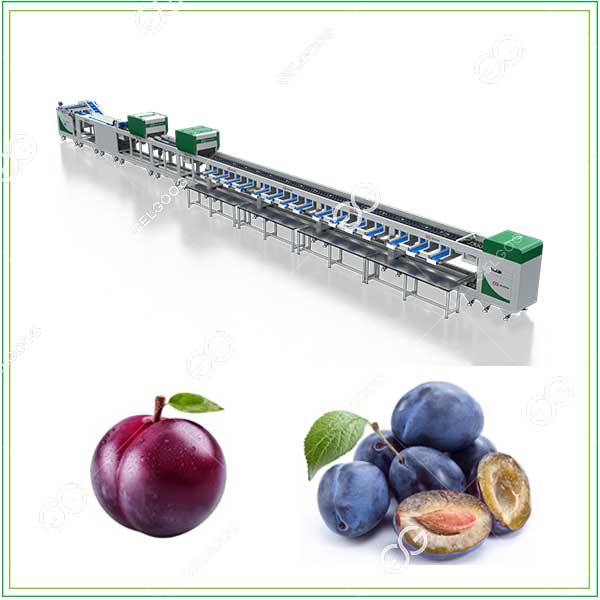 plum sorting production line