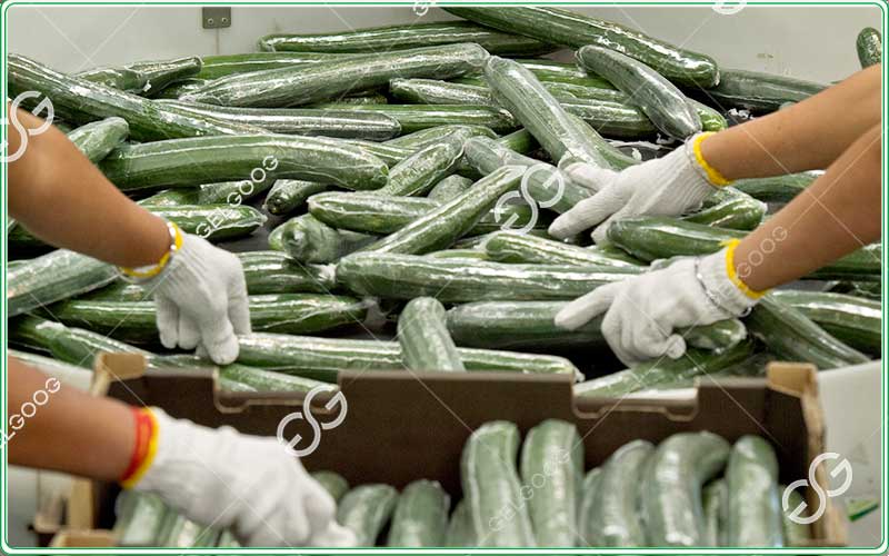 automatic cucumber grading line