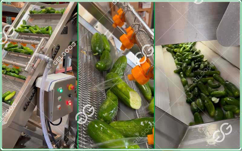 cucumber washing and grading line