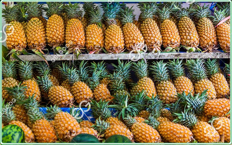 pineapple sorting and grading line