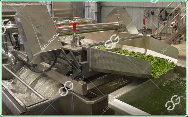 lettuce dewatering machine
