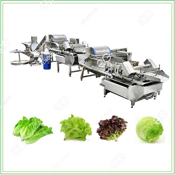 lettuce washing and drying line